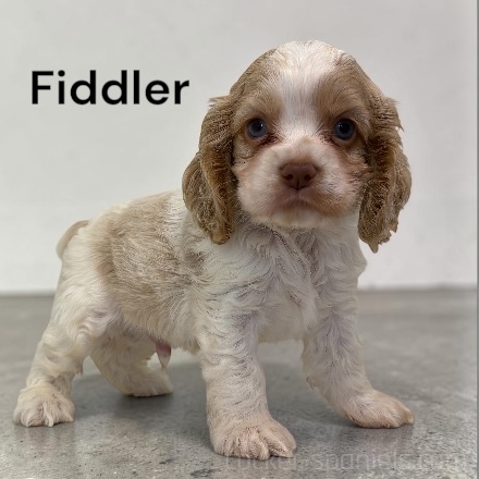 puppy, for, sale, Cocker Spaniel, Joe & Cherri  Overlease, dog, breeder, Miller, MO, dog-breeder, puppy-for-sale, forsale, nearby, find, puppyfind, locator, puppylocator, aca